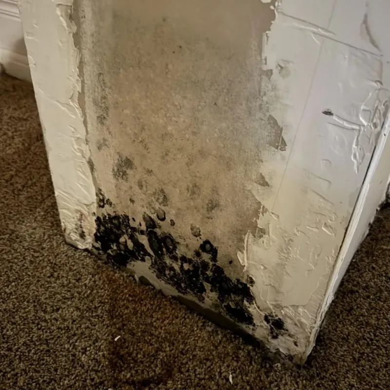 Professional Mold Removal in West Bridgewater, MA